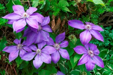 clematis